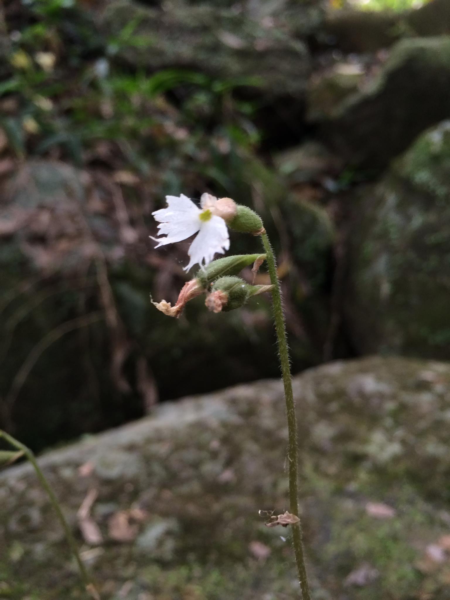 Cheirostylis marmorifolia